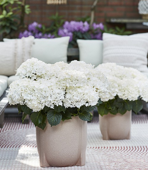 Surfing Safari White Waves hydrangea