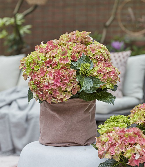 Surfing Safari Pink Sunset hydrangea