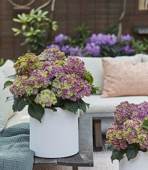 Surfing Safari Purple Sunset hydrangea
