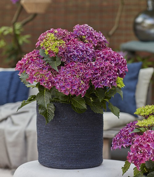 Surfing Safari Bayview purple hydrangea