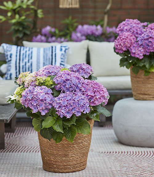 Surfing Safari Seaside blue hydrangea