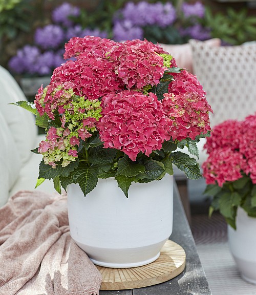 Surfing Safari Bayview red hydrangea