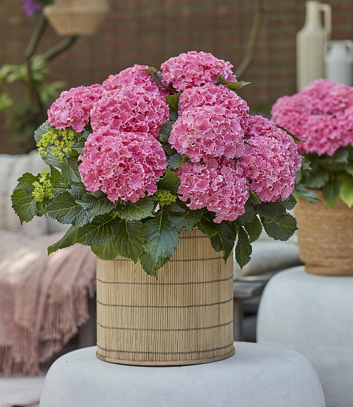 Surfing Safari Seaside pink hydrangea
